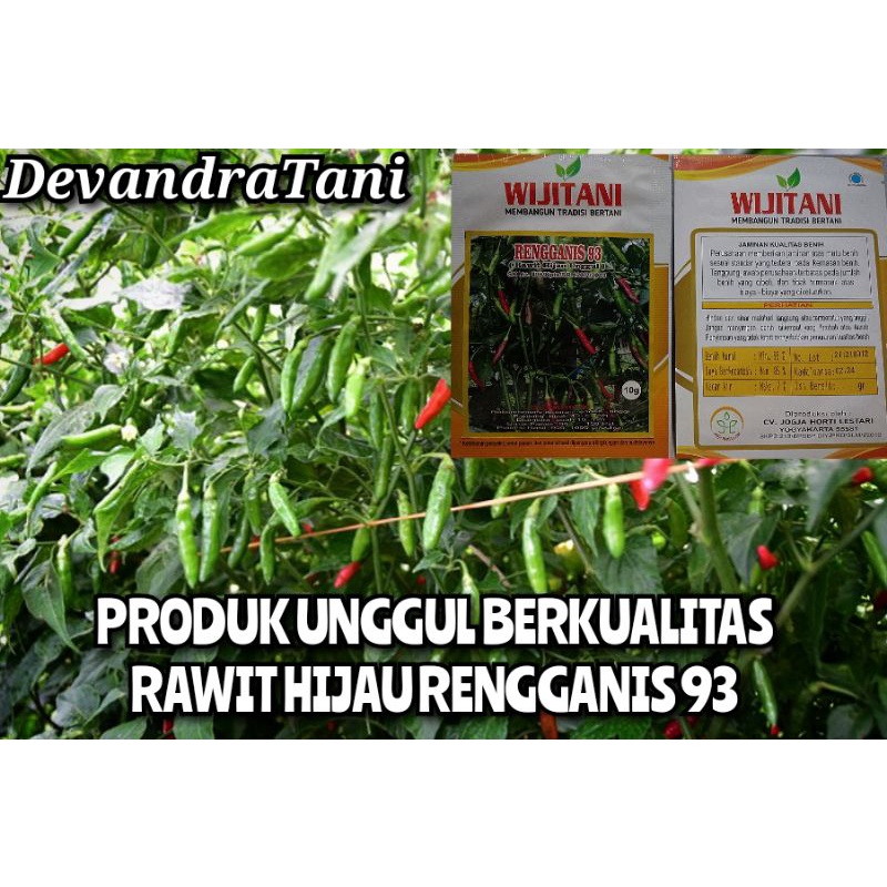 RENGGANIS 93 Bibit cabe rawit hijau terbaik ,berkualitas dan tahan virus