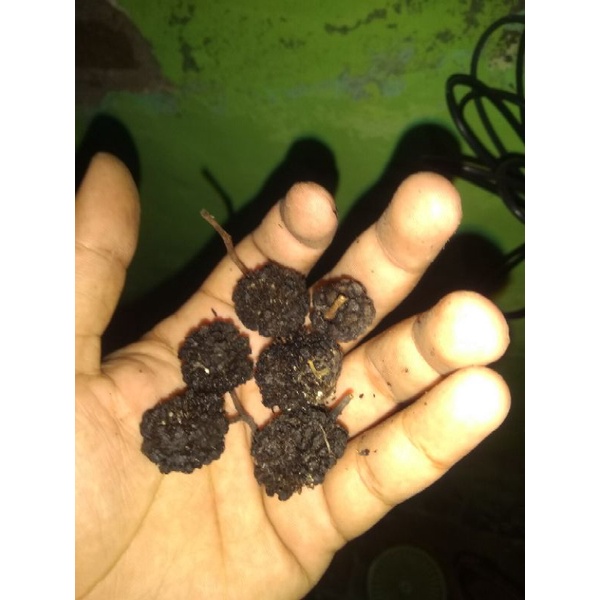 pohon jati belanda buah jati belanda