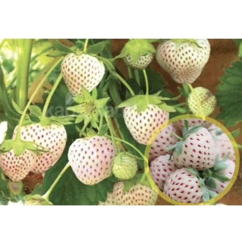 benih STROWBERRY PUTIH isi 5 biji/ bibit strowberry