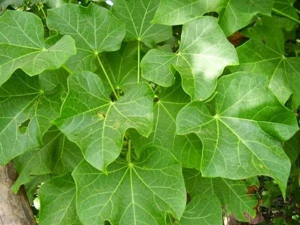 

Promo Daun Jarak segar