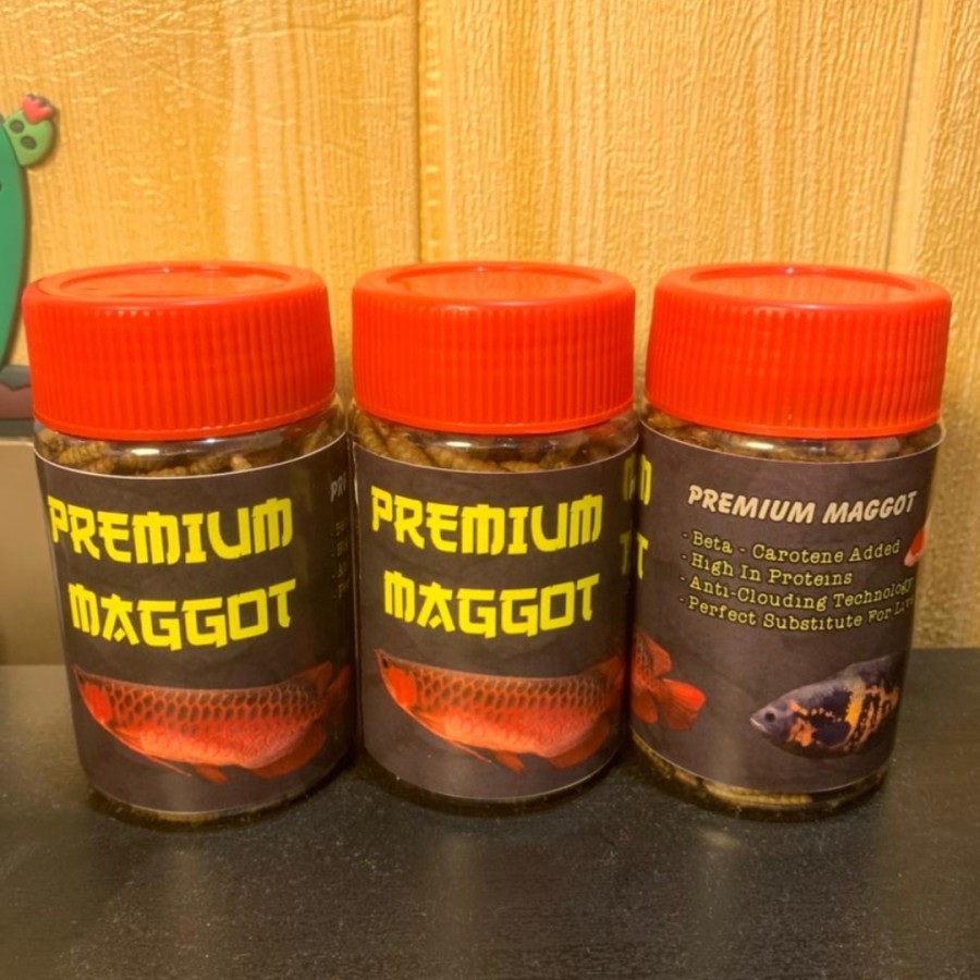 maggot premium magot bsf kualitas premium maggot ulat kering
