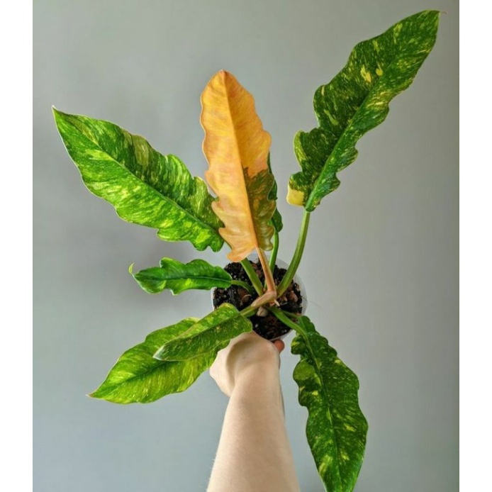 Philodendron ring of fire