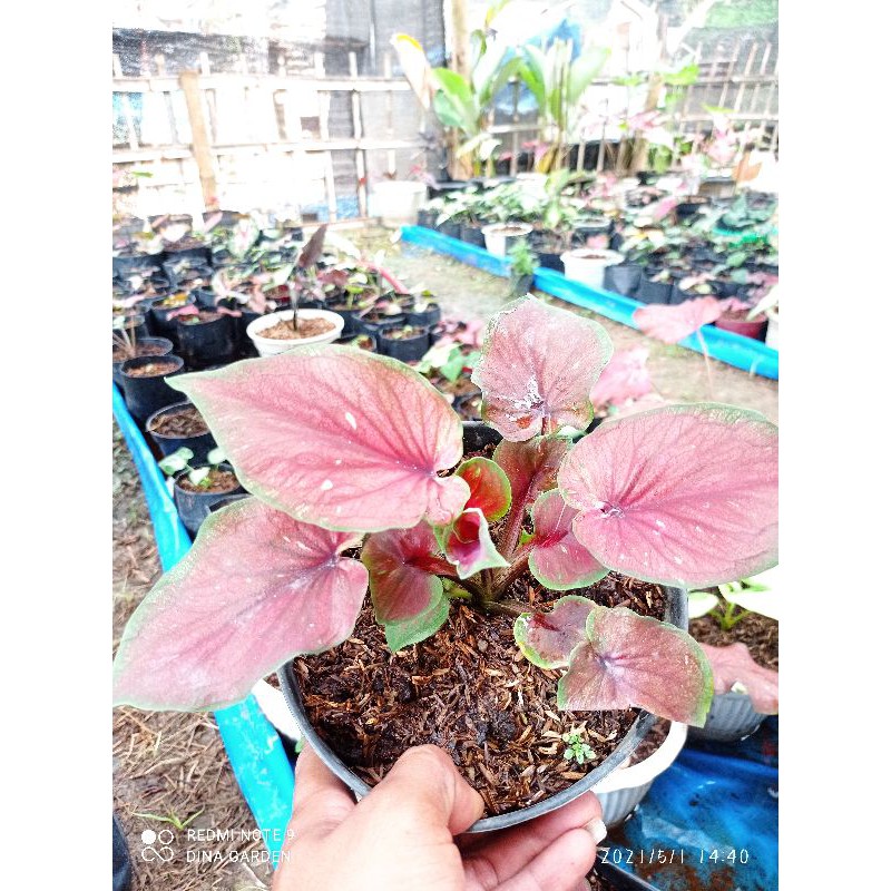 Caladium keladi red jaguar thai import daun ganda.