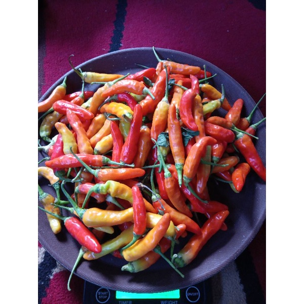 

Cabe rawit domba / cengek domba