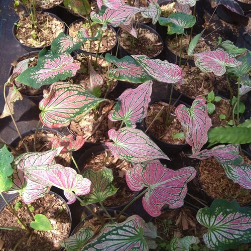 Tanaman Keladi Wayang - Caladium Murah -Indoor