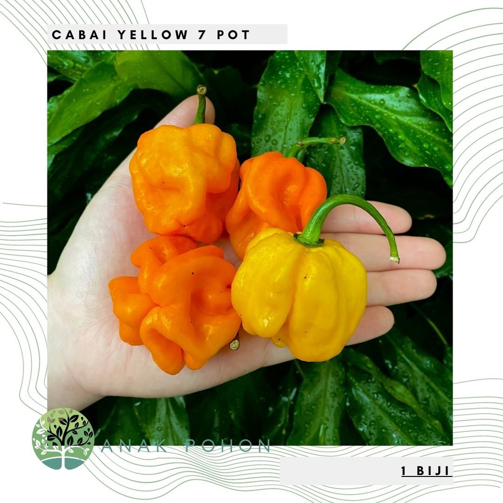 Benih Bibit Biji - Cabai Yellow 7 Pot Hot Pepper Seeds - IMPORT