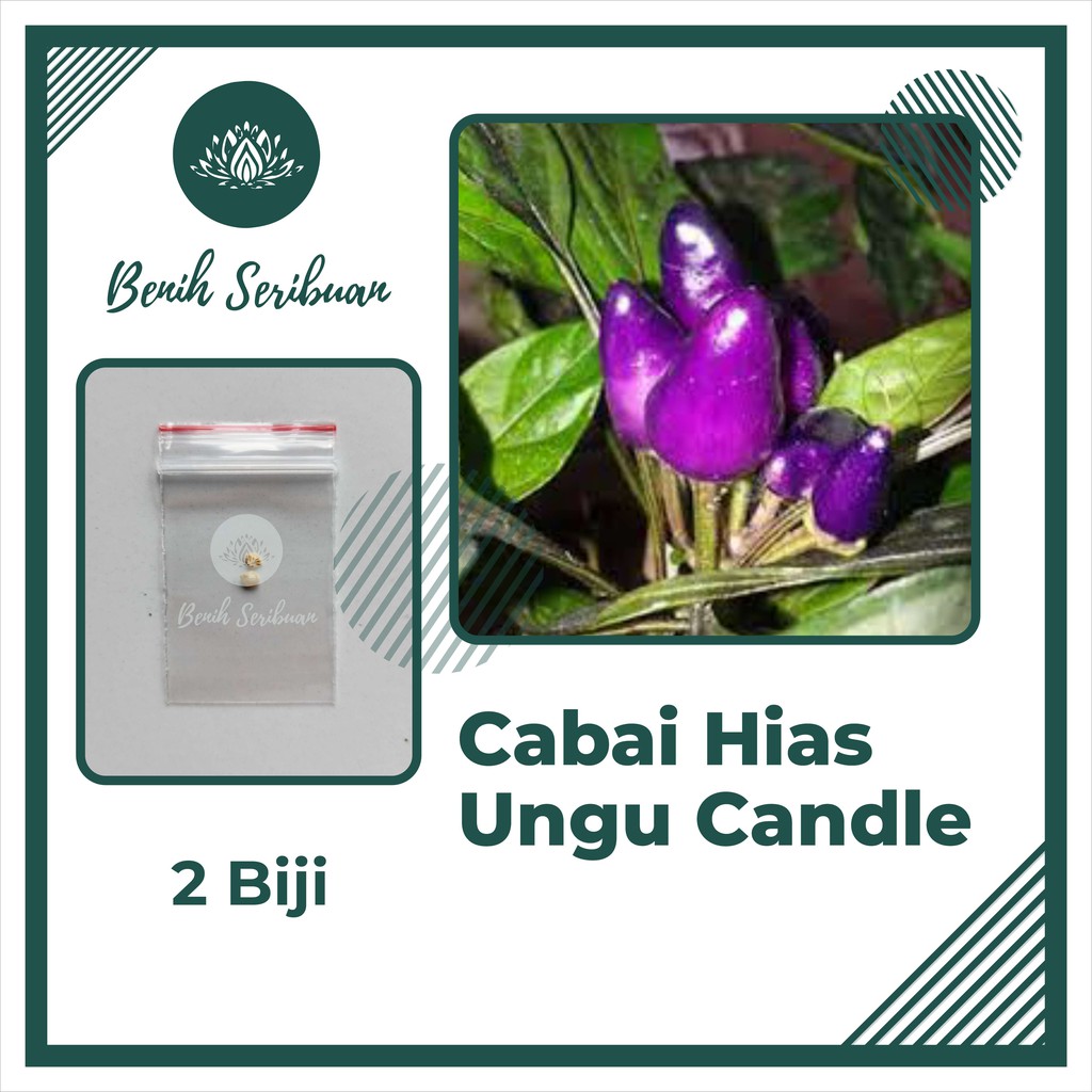 Bibit Cabe : 2 Benih Cabai Hias Ungu Purple Candle Light Tanaman Hias Sayur Unik Sayuran Seribuan