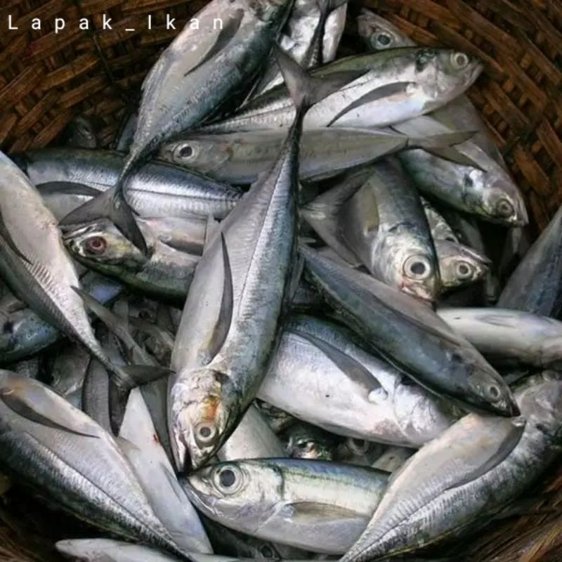 

Ikan Tengkek Segar 1~Kilogram