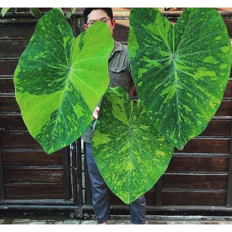 colocasia midori sour