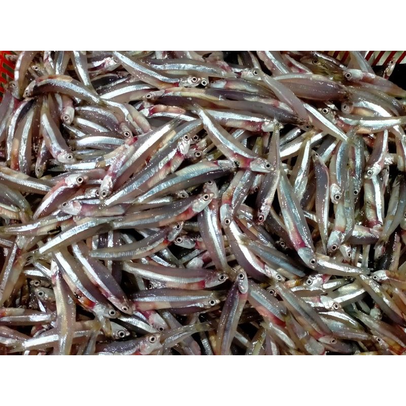

Ikan Teri Basah Segar / Ikan Laut Fresh Kualitas GARANSI SEGAR