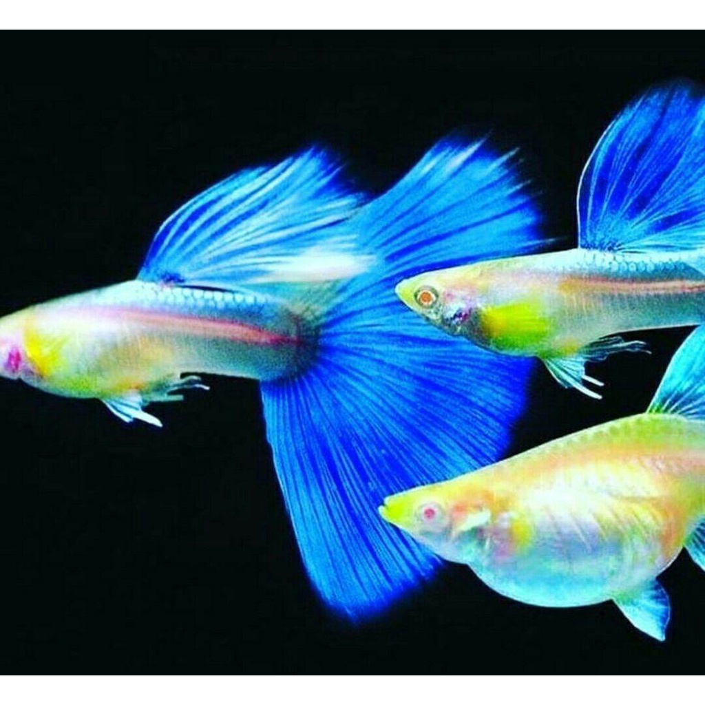 

ikan guppy murah blue sky topas sepasang