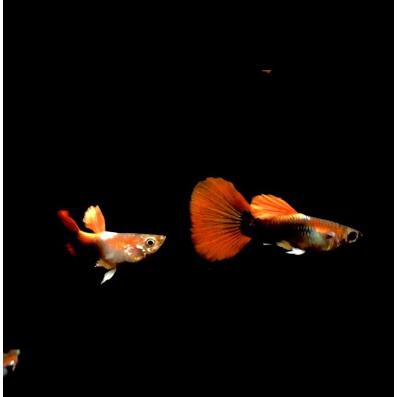 Ikan Hias Air tawar Guppy Gapi Gappy Brazillian Aquascape Aquarium