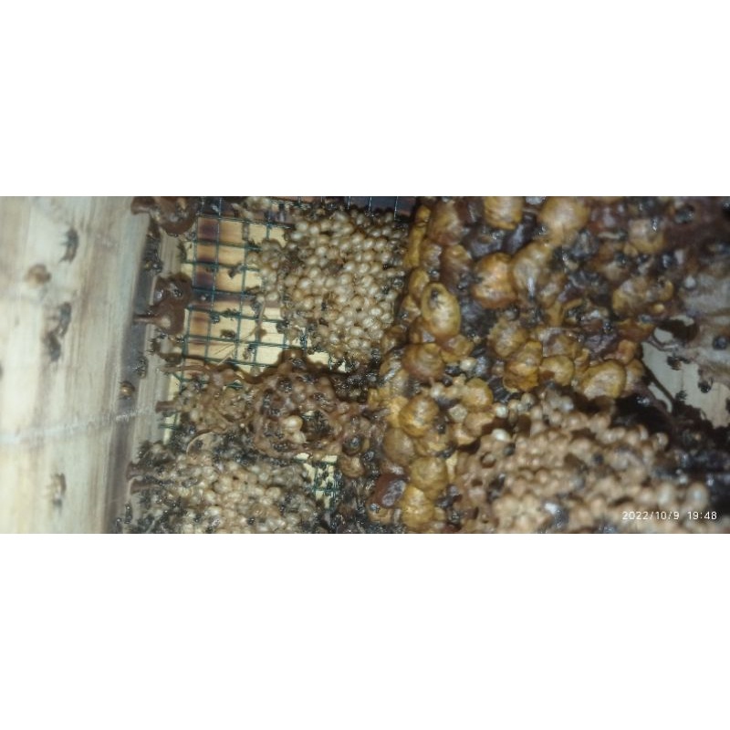 Bibit Lebah Clypearis Pantat Kuning Bermacam Stup