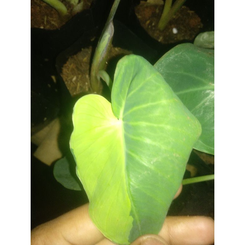 Tanaman hias Keladi/Sente Varigata golden - Tanaman indoor / Outdoor