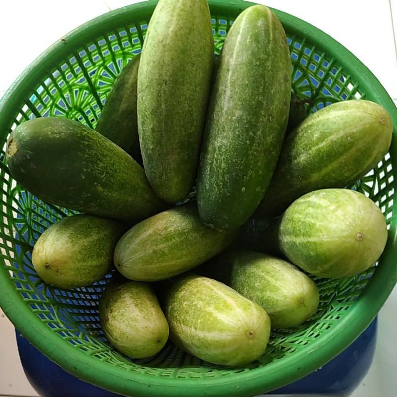 

Timun Baby segar Lalapan 500 gram