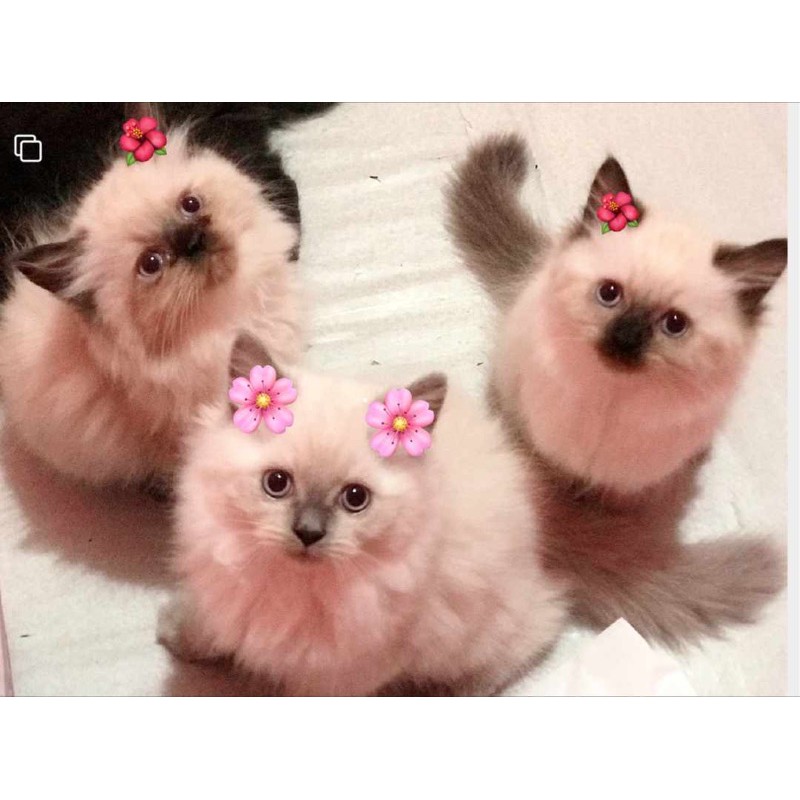 Kitten Himalaya ori sealpoint Betina dan jantan