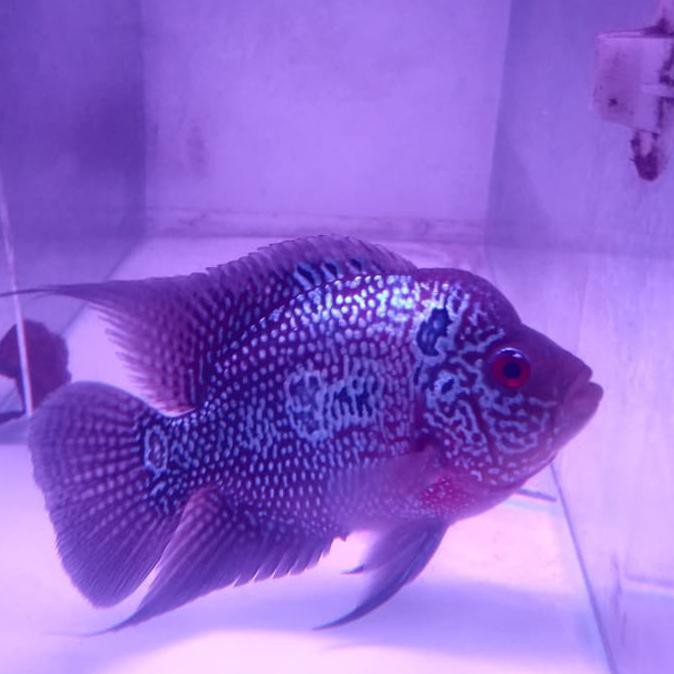 G00d Quality Ikan Louhan Cencu Mutiara Full Aquarium Aquascape