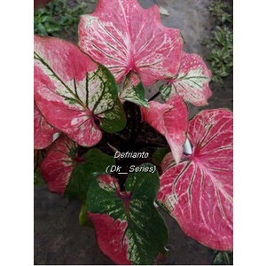 Bibit  Keladi /  Anakan Caladium  "HANOMAN OBONG"     - keladi hias hybrid / Keladi  Thailand import