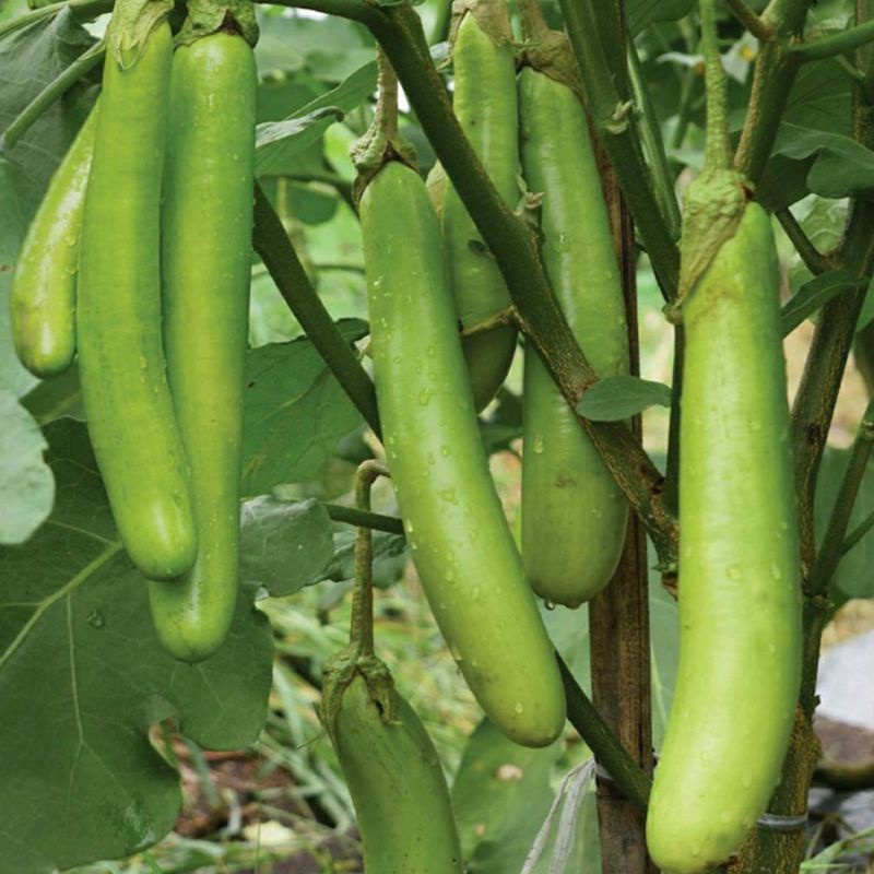 BENIH TERONG HIJAU F1 SUPER