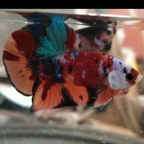 Ikan cupang giant nemo galaxy (nemoxy) masking BO 5 cm male top grade