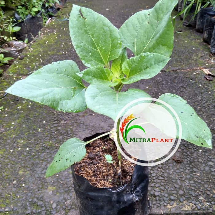 Bibit Tanaman Bunga Matahari Pohon Bunga Matahari Bibit Bunga Matahari