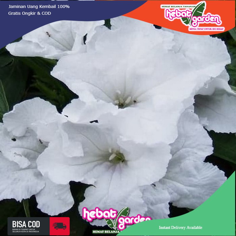 ruellia bunga putih-Ruellia brittoniana Katie white