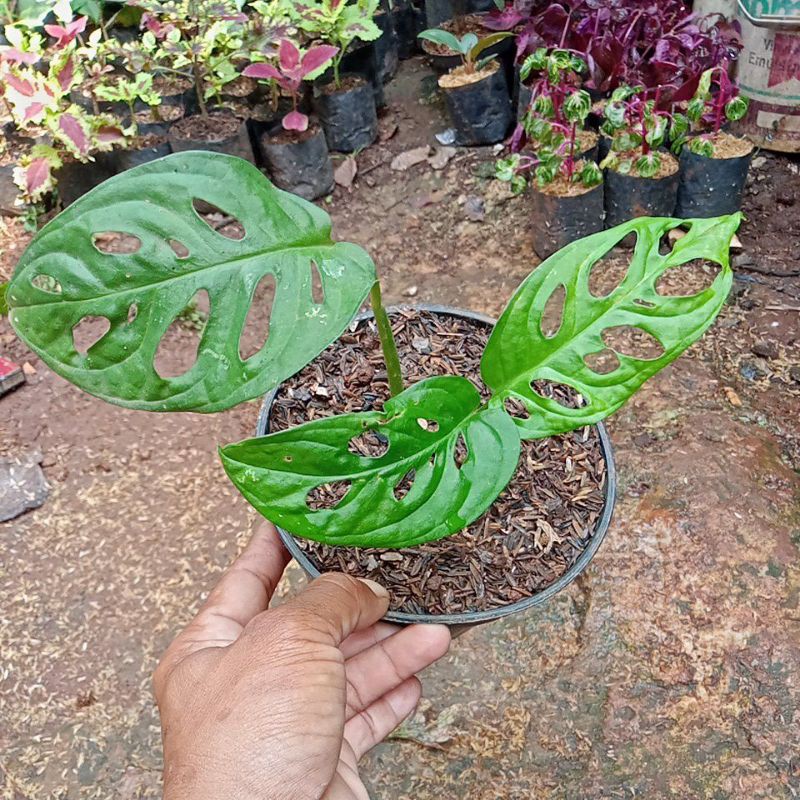 tanaman hias janbol acu minata