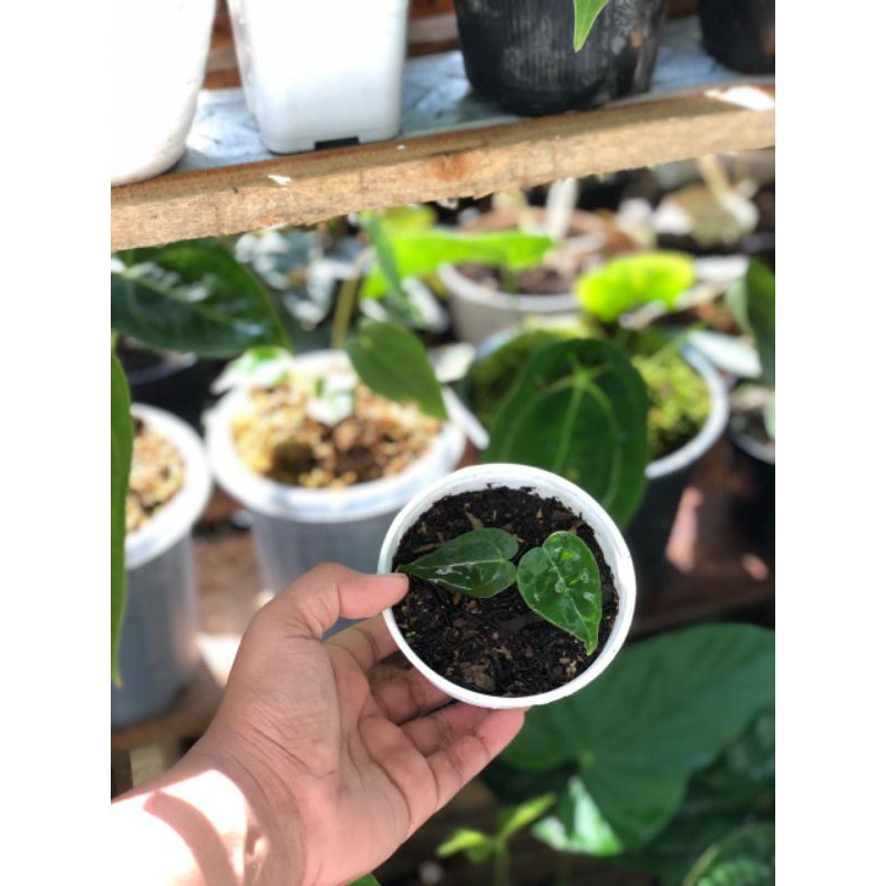 Tanaman Hias Anthurium Forgetii Original/ Kuping gajah buta / kuping gajah buntu