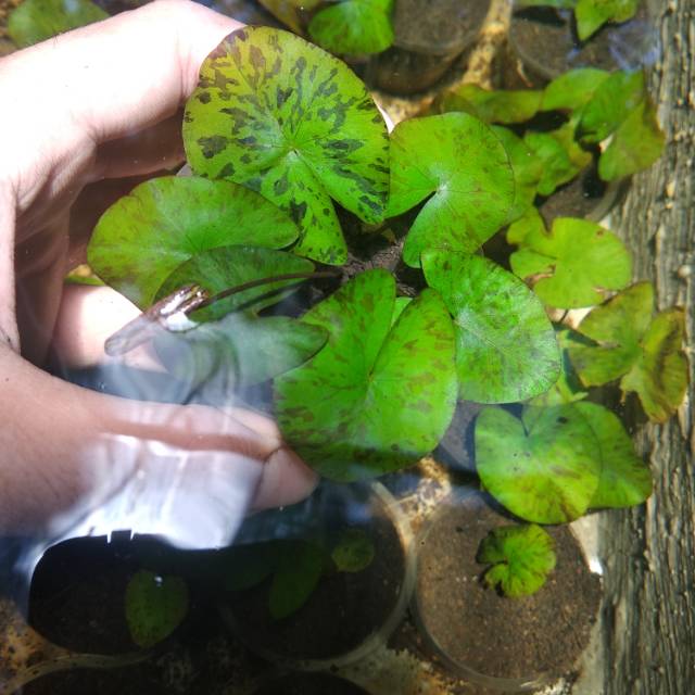Tiger lotus green