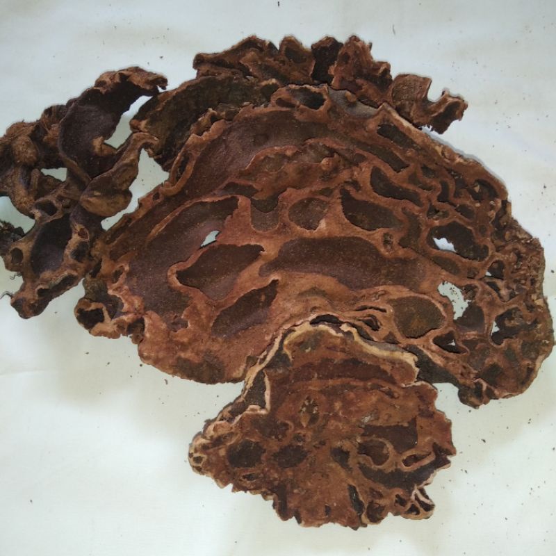 

TERMURAH ORIGINAL Sarang Semut Merah Papua 1Kg GRATIS Souvenir Papua