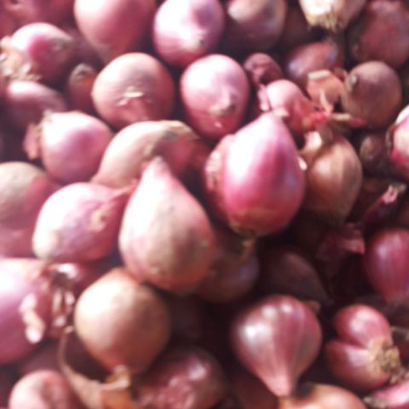 

Bawang merah Toba sumut