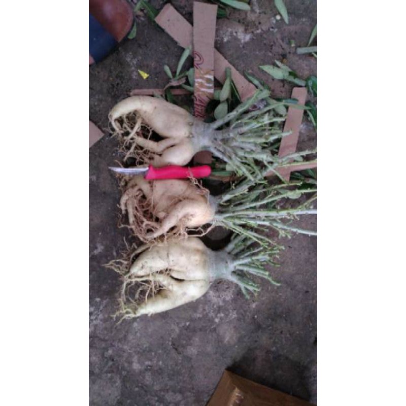 bibit 2 pohon adenium cabang seribu.