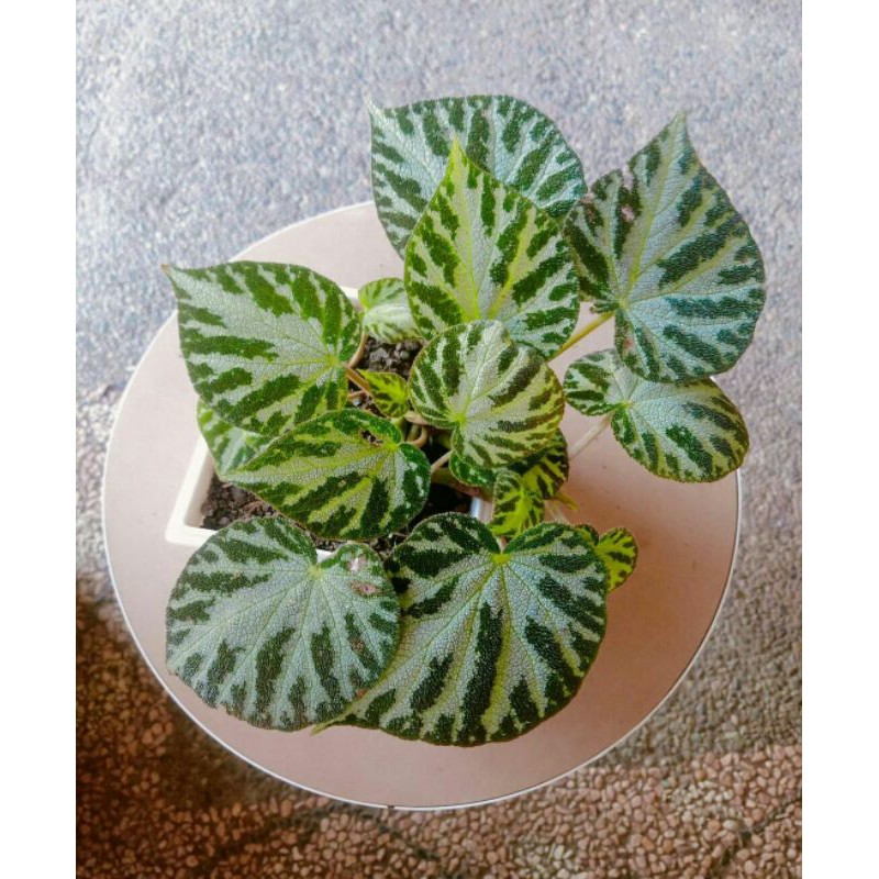 begonia karpet