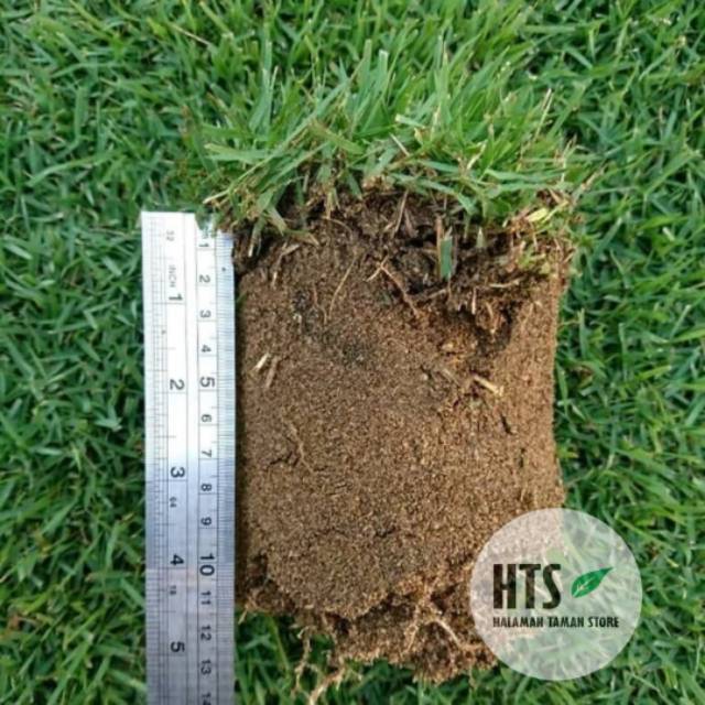 Jual Biji Rumput Jepang siap Tanam