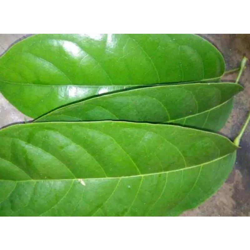 

Daun Hantap keusehatan Harga murah hasiat banyak
