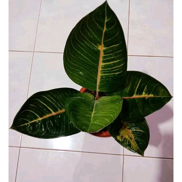 aglonema Moonlight gerhana anakan baby, benih aglonema