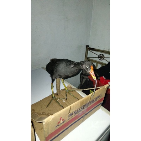 jontrot asli