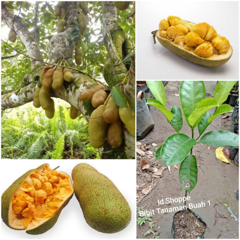 Bibit Nangka Cempedak