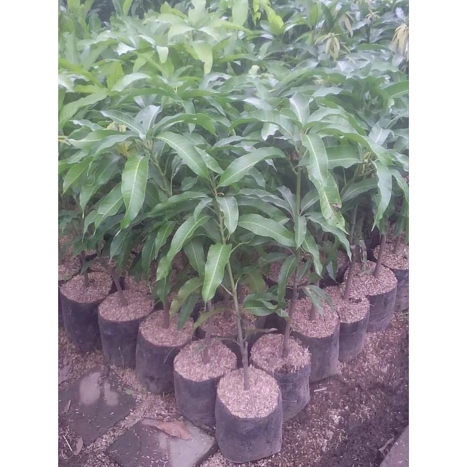 Bibit Buah Mangga Cengkir Indramayu - Bibit Mangga Indramayu - Bibit Buah