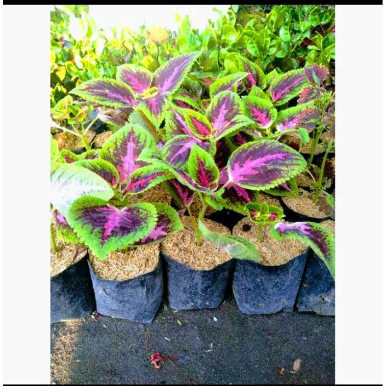 Bibit Tanaman Hias Bunga Miana