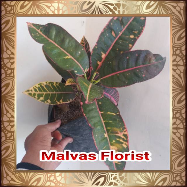 Tanaman hias - bibit bunga puring grace pink