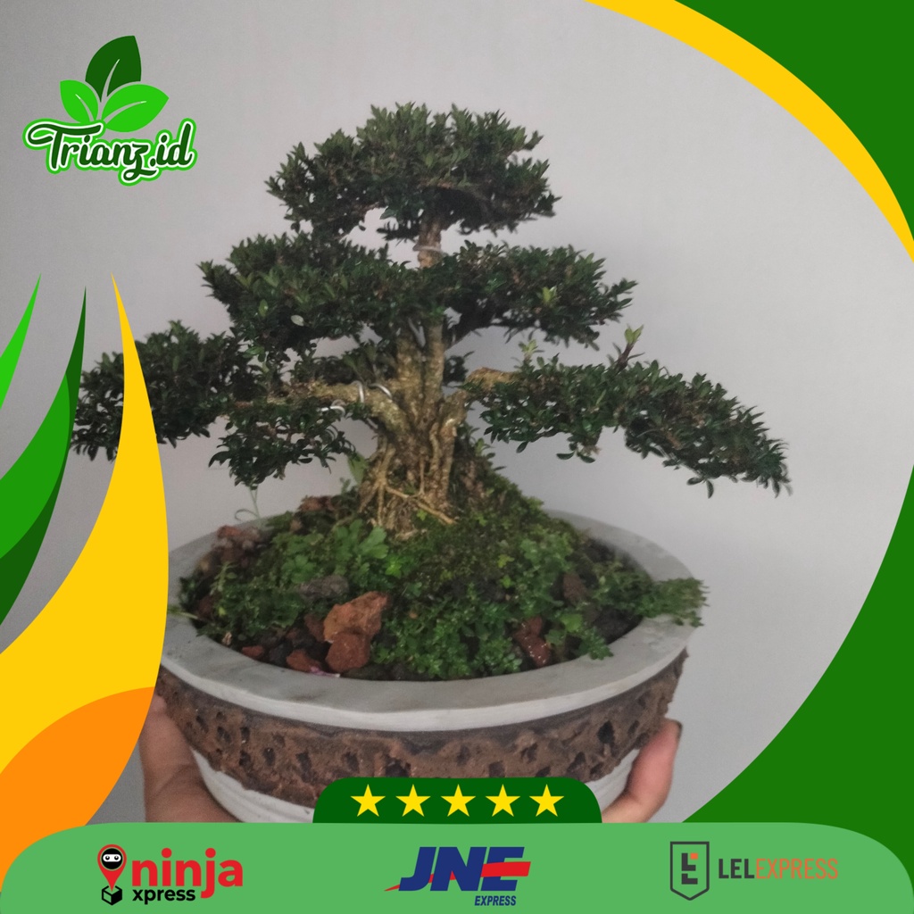 Bonsai seribu bintang (sudah jadi bonsai )