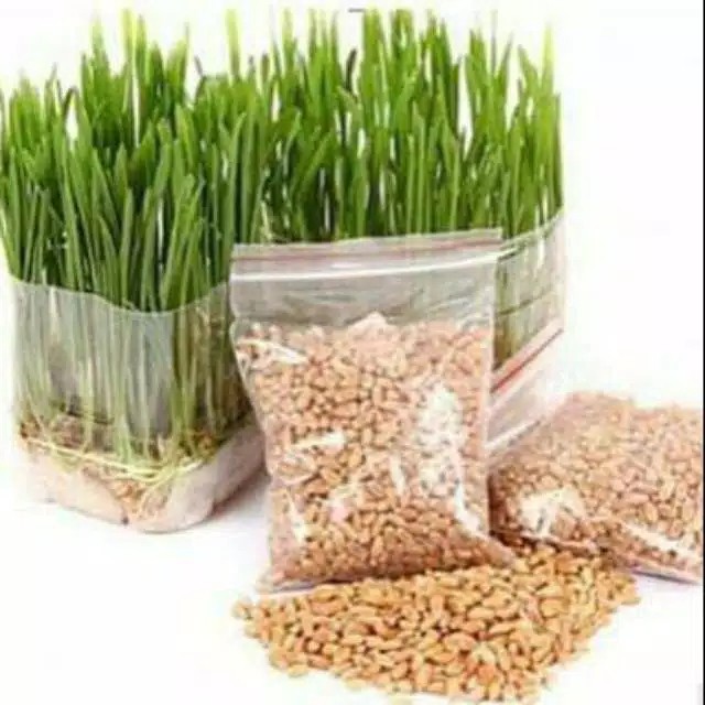 Isi 500 benih cat grass / rumput kucing / bentuk biji atau benih 