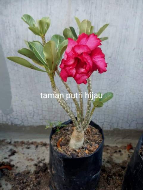 PROMO..!!bonsay pohon kamboja jepang adenium cabang seribu bunga tumpuk bonggol super besar-1
