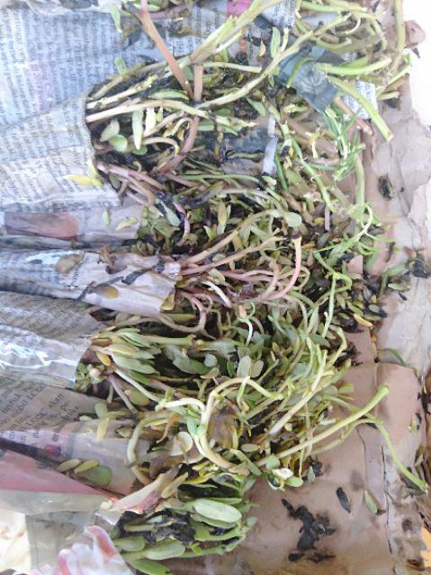 1paket Carnation Lokal