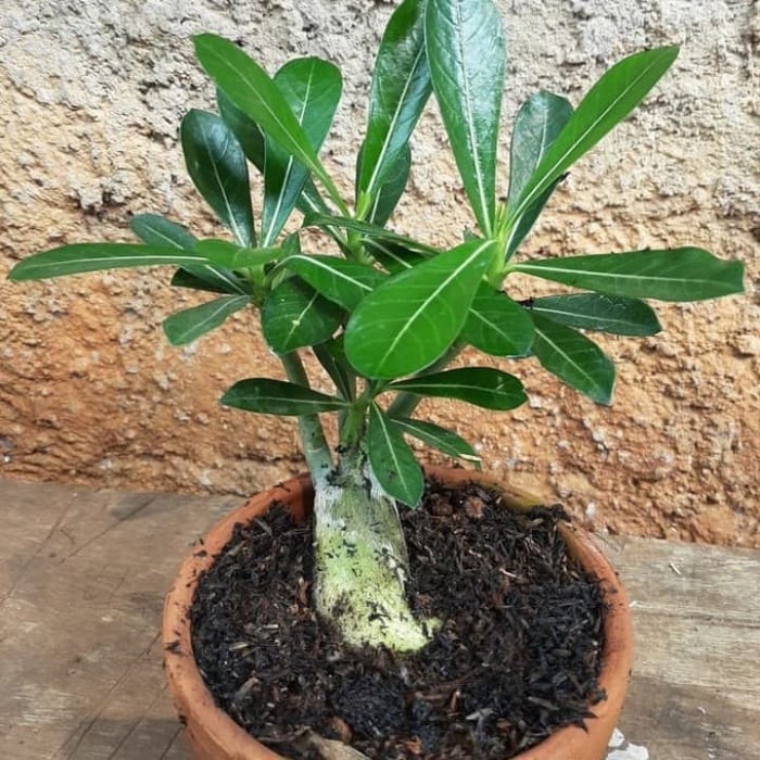 promo POHON BONSAI ADENIUM-Bibit pohon bonsai Adenium kamboja Jepang murah