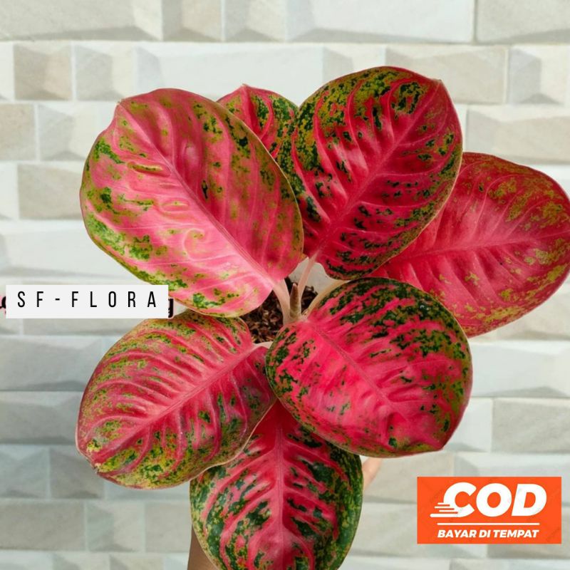 Tanaman Hias Aglonema Wulandari Baby - Pohon Aglo Wulandari