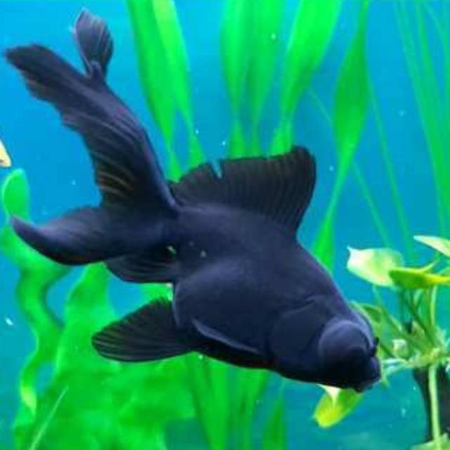 Ikan mas koki black moor | Shopee Indonesia