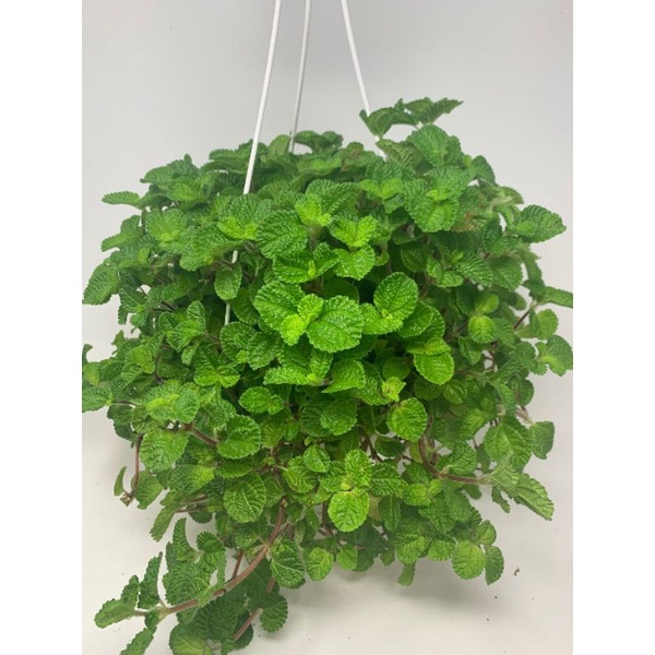 Tanaman hias gantung pilea / Creeping Charlie - tanaman hias hidup - daun mint