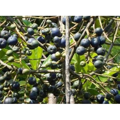 Benih Bibit Tanaman Buah Jenitri Genitri Kw Asli